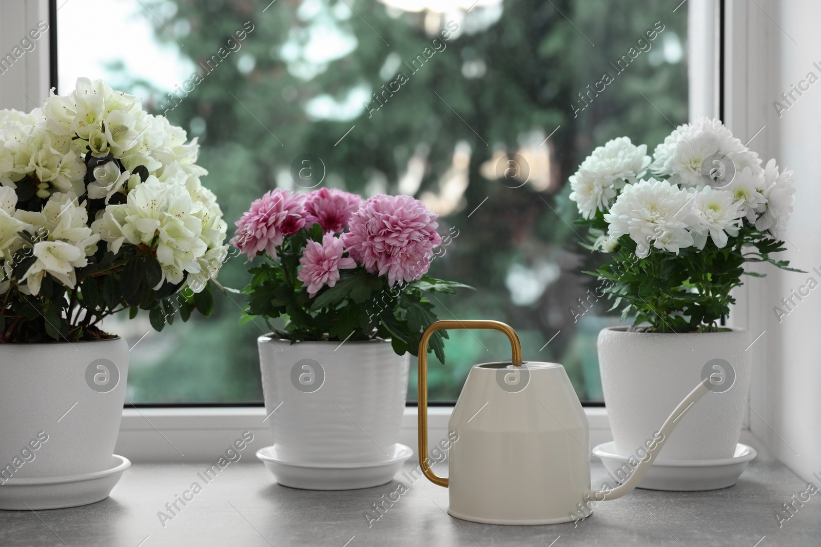 Beautiful chrysanthemum, azalea flowers in pots and watering can on windowsill indoors Photo of Beautiful chrysanthemum, azalea flowers in pots and watering can on windowsill indoors