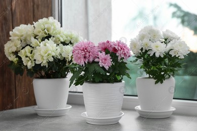 Beautiful chrysanthemum and azalea flowers in pots on windowsill indoors Photo of Beautiful chrysanthemum and azalea flowers in pots on windowsill indoors