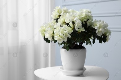 Beautiful azalea flowers in pot on white table indoors. Space for text Photo of Beautiful azalea flowers in pot on white table indoors. Space for text