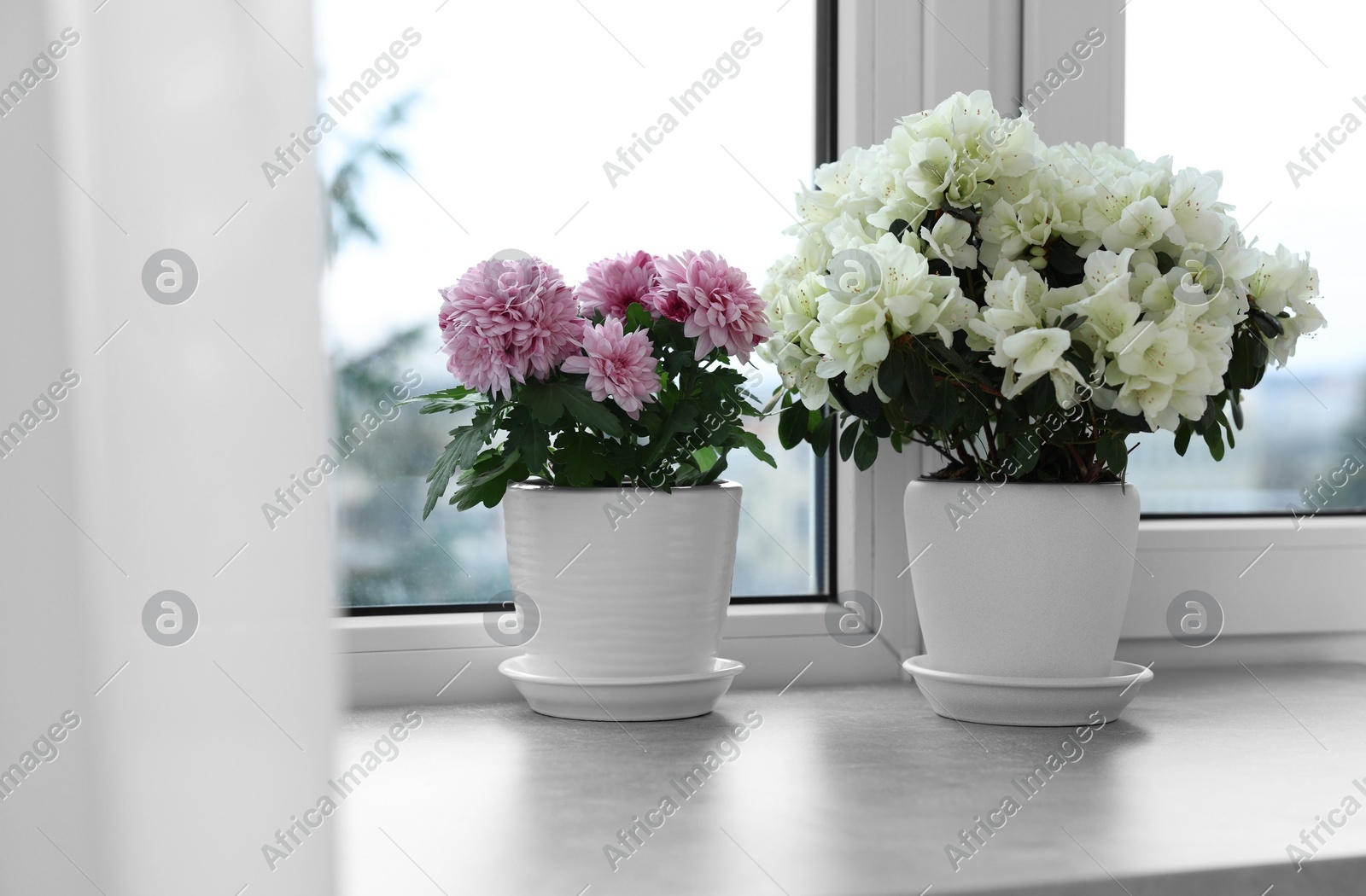 Beautiful chrysanthemum and azalea flowers in pots on windowsill indoors Photo of Beautiful chrysanthemum and azalea flowers in pots on windowsill indoors