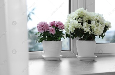 Beautiful chrysanthemum and azalea flowers in pots on windowsill indoors Photo of Beautiful chrysanthemum and azalea flowers in pots on windowsill indoors