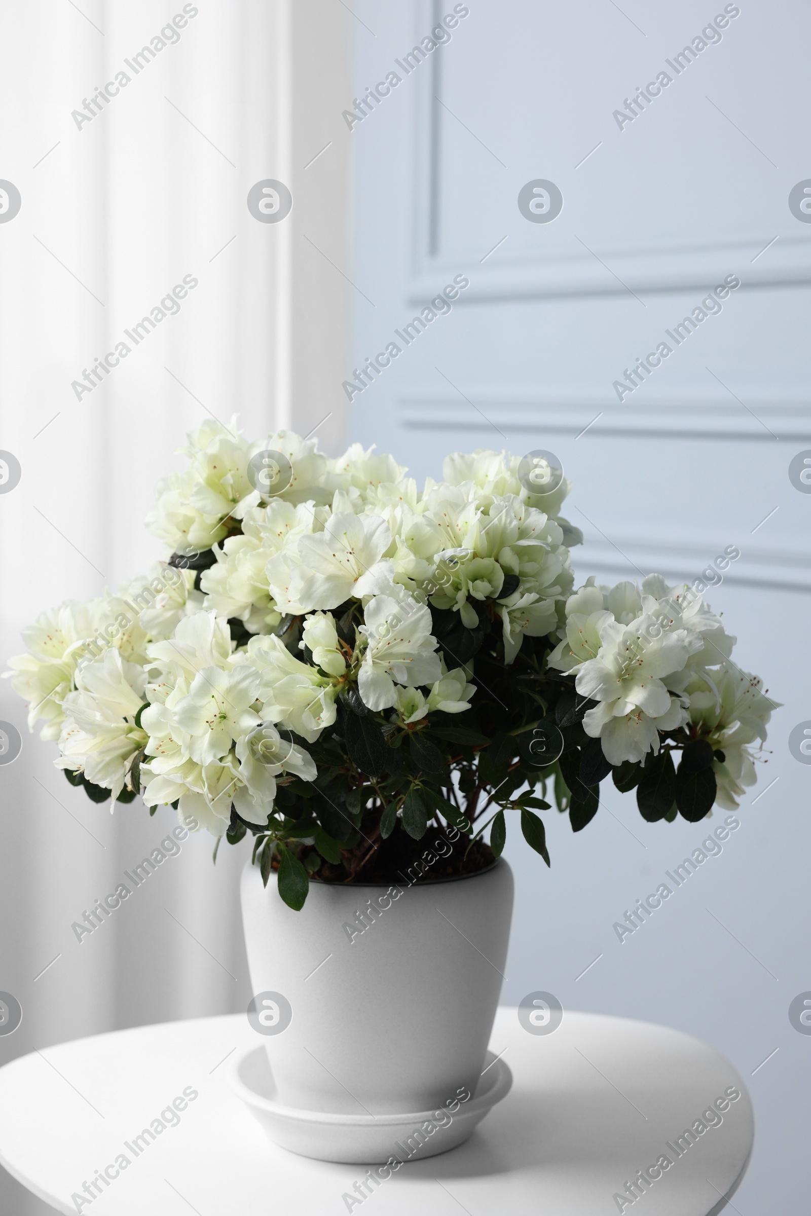 Beautiful azalea flowers in pot on white table indoors Photo of Beautiful azalea flowers in pot on white table indoors