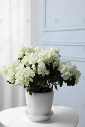 Beautiful azalea flowers in pot on white table indoors Photo of Beautiful azalea flowers in pot on white table indoors