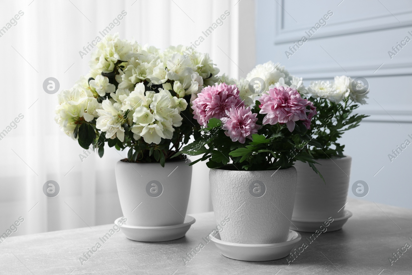 Beautiful chrysanthemum and azalea flowers in pots on light grey table indoors Photo of Beautiful chrysanthemum and azalea flowers in pots on light grey table indoors
