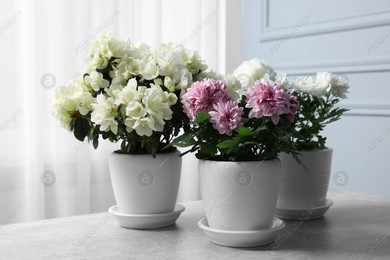 Beautiful chrysanthemum and azalea flowers in pots on light grey table indoors Photo of Beautiful chrysanthemum and azalea flowers in pots on light grey table indoors