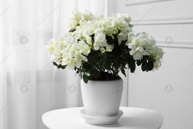 Beautiful azalea flowers in pot on white table indoors Photo of Beautiful azalea flowers in pot on white table indoors