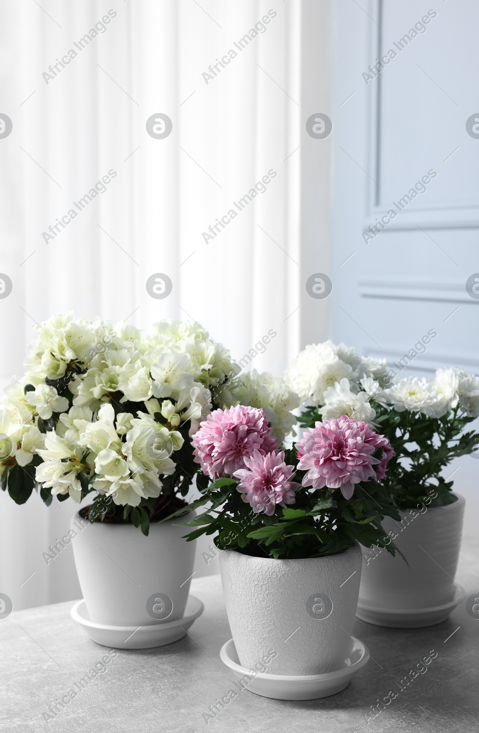 Photo of Beautiful chrysanthemum and azalea flowers in pots on light grey table indoors