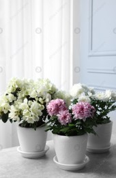 Beautiful chrysanthemum and azalea flowers in pots on light grey table indoors Photo of Beautiful chrysanthemum and azalea flowers in pots on light grey table indoors
