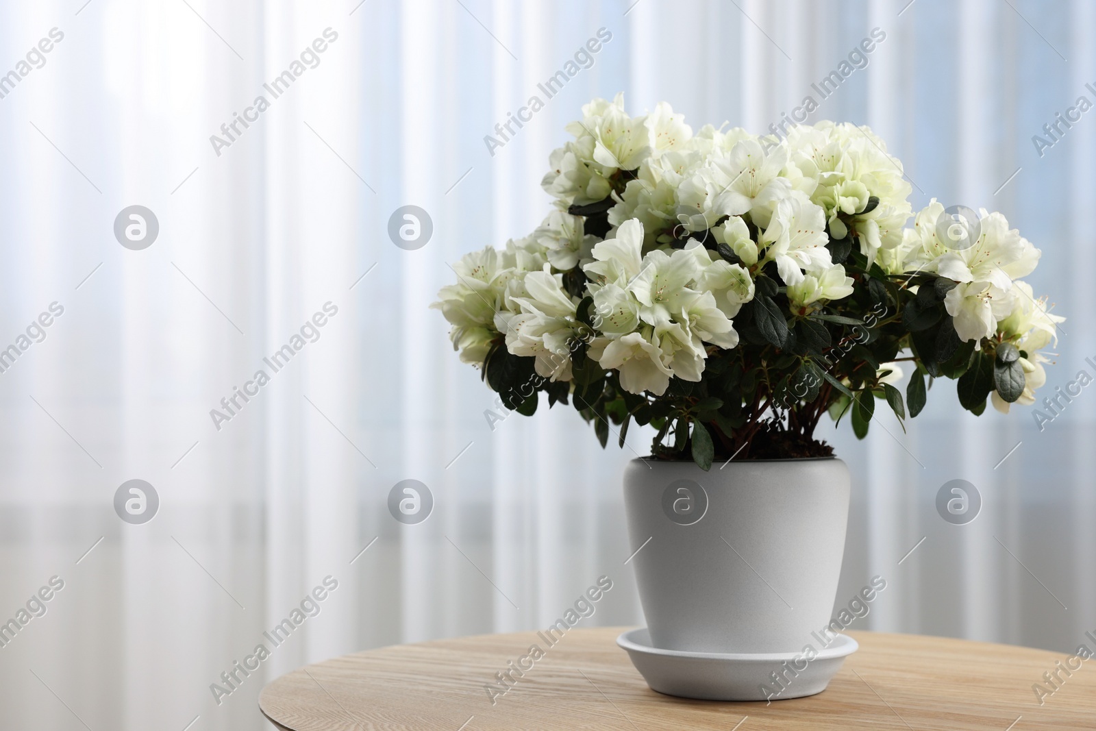 Beautiful azalea flowers in pot on wooden table indoors. Space for text Photo of Beautiful azalea flowers in pot on wooden table indoors. Space for text