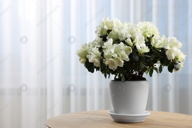 Beautiful azalea flowers in pot on wooden table indoors. Space for text Photo of Beautiful azalea flowers in pot on wooden table indoors. Space for text