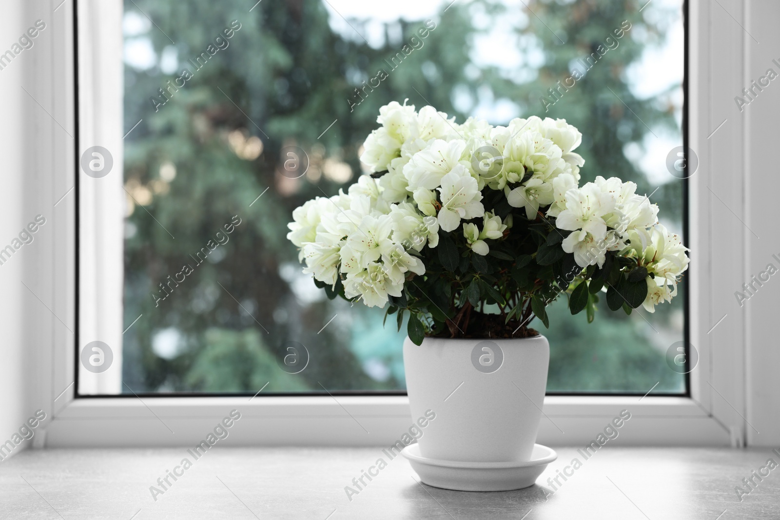 Beautiful azalea flowers in pot on windowsill indoors Photo of Beautiful azalea flowers in pot on windowsill indoors