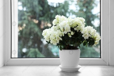 Beautiful azalea flowers in pot on windowsill indoors Photo of Beautiful azalea flowers in pot on windowsill indoors
