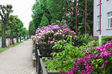 Beautiful blooming rhododendrons behind metal fence in city. Gardening and landscaping Photo of Beautiful blooming rhododendrons behind metal fence in city. Gardening and landscaping