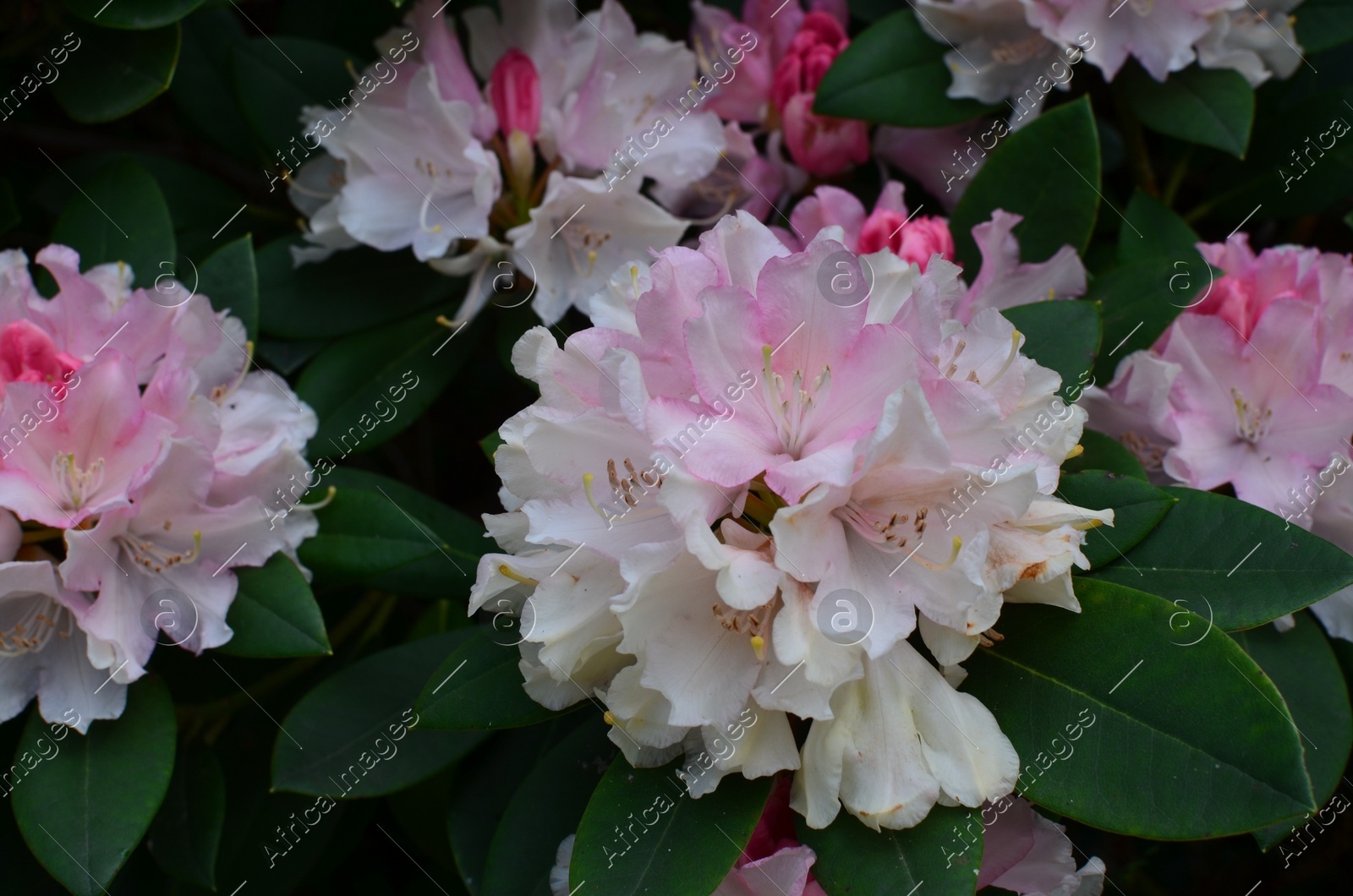 Blooming Rhododendron plant with beautiful flowers outdoors, closeup Photo of Blooming Rhododendron plant with beautiful flowers outdoors, closeup