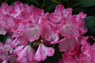 Blooming Rhododendron plant with beautiful flowers outdoors, closeup Photo of Blooming Rhododendron plant with beautiful flowers outdoors, closeup