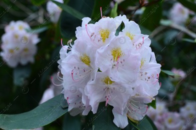 Blooming Rhododendron plant with beautiful flowers outdoors, closeup Photo of Blooming Rhododendron plant with beautiful flowers outdoors, closeup
