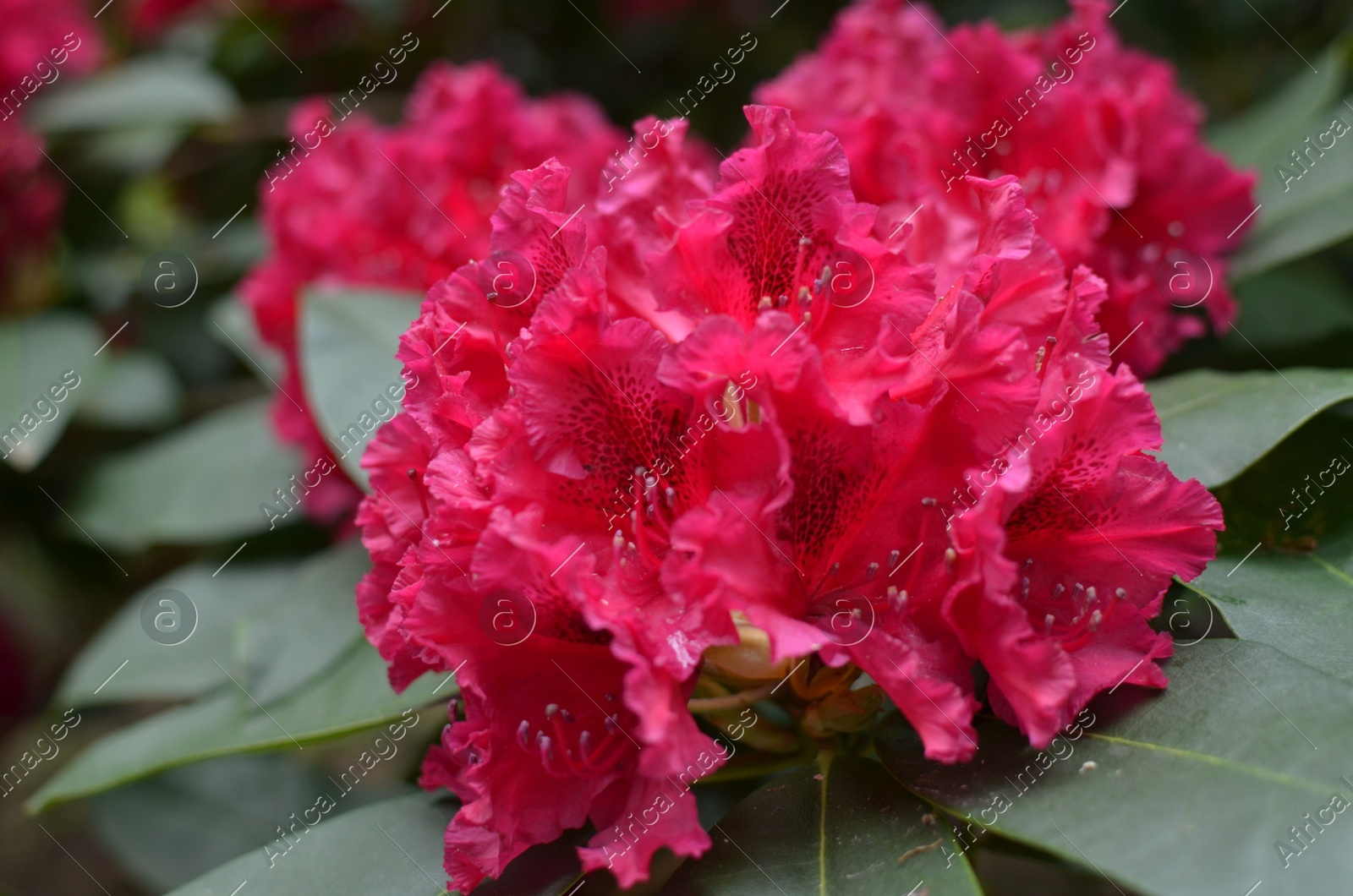 Blooming Rhododendron plant with beautiful flowers outdoors, closeup Photo of Blooming Rhododendron plant with beautiful flowers outdoors, closeup