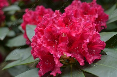 Blooming Rhododendron plant with beautiful flowers outdoors, closeup Photo of Blooming Rhododendron plant with beautiful flowers outdoors, closeup