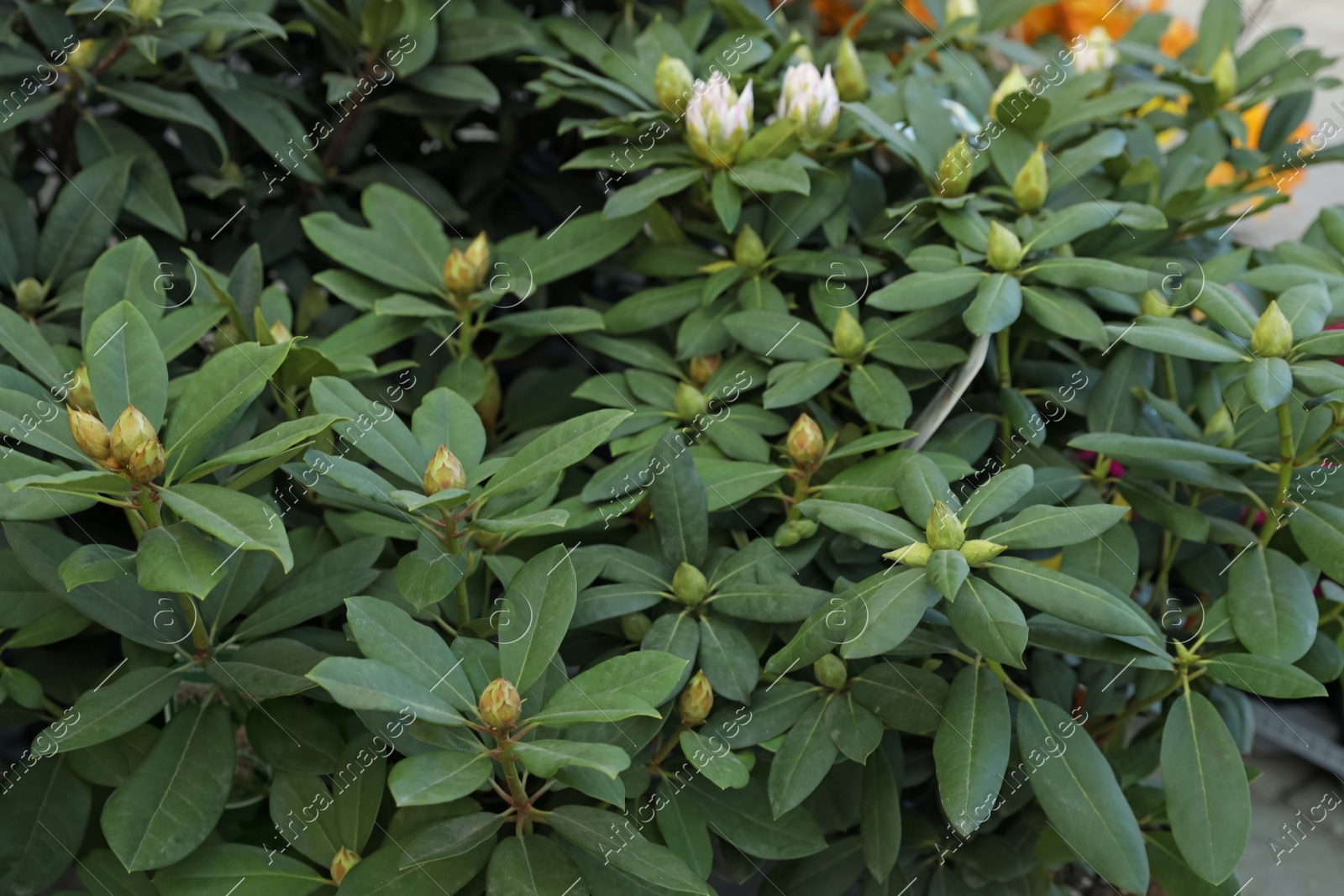 Many beautiful green rhododendron plants with buds Photo of Many beautiful green rhododendron plants with buds