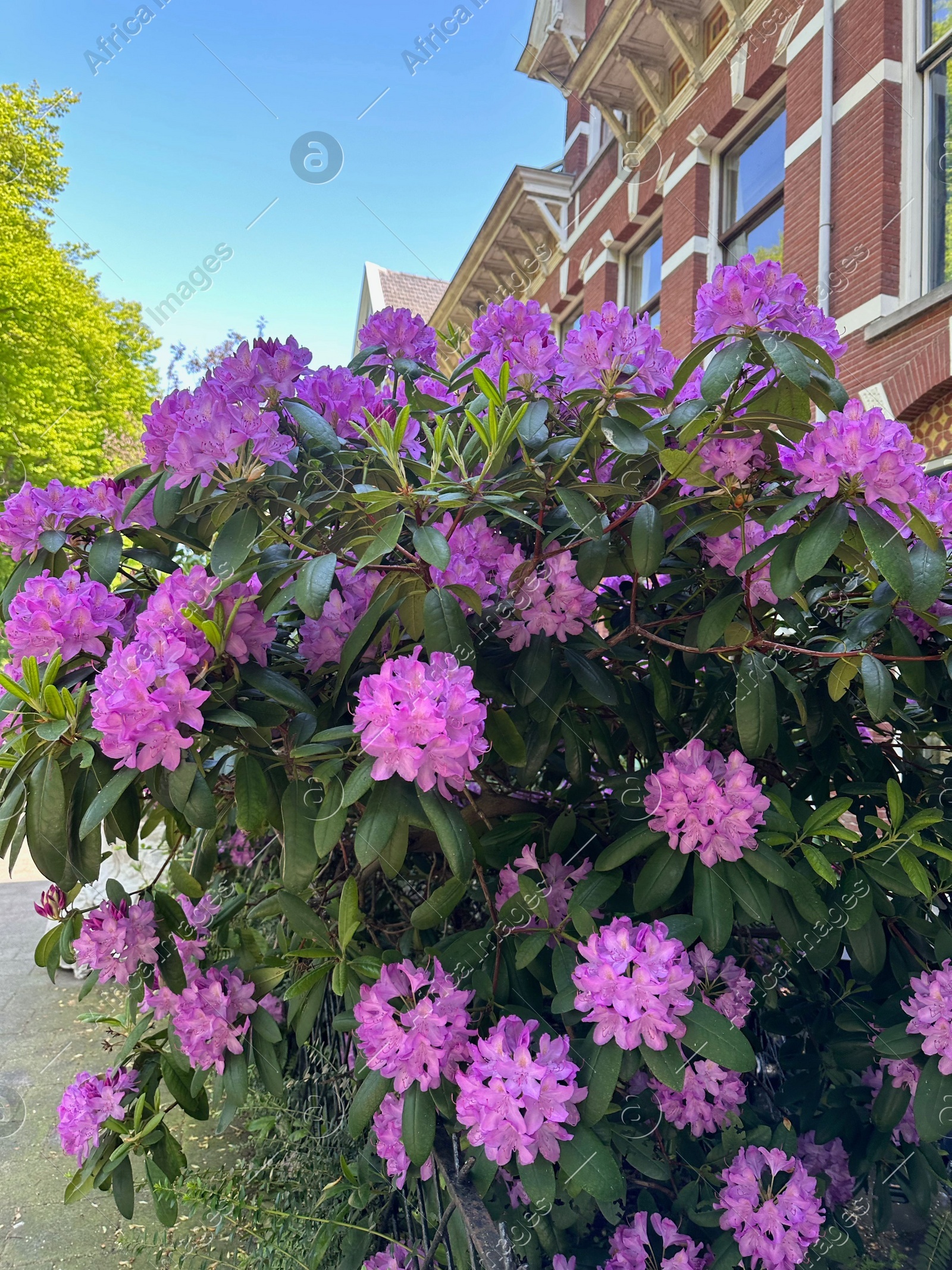 Beautiful Rhododendron shrub with violet flowers growing outdoors Photo of Beautiful Rhododendron shrub with violet flowers growing outdoors