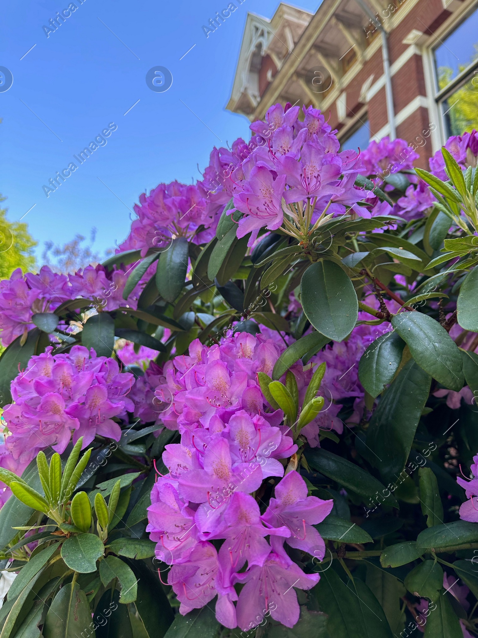 Beautiful Rhododendron shrub with violet flowers growing outdoors, closeup Photo of Beautiful Rhododendron shrub with violet flowers growing outdoors, closeup