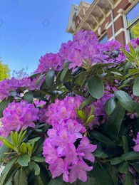 Beautiful Rhododendron shrub with violet flowers growing outdoors, closeup Photo of Beautiful Rhododendron shrub with violet flowers growing outdoors, closeup