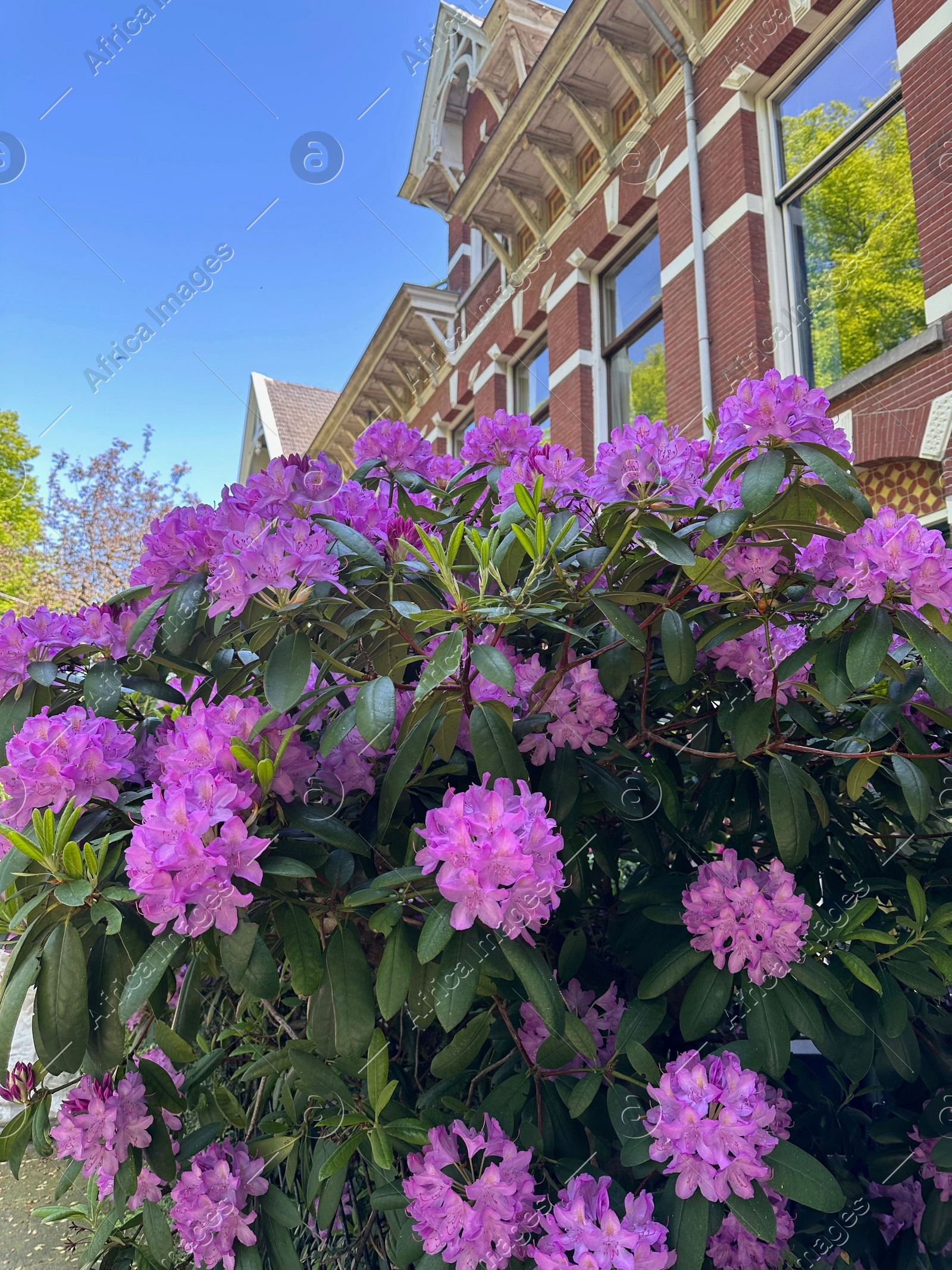 Beautiful Rhododendron shrub with violet flowers growing outdoors Photo of Beautiful Rhododendron shrub with violet flowers growing outdoors