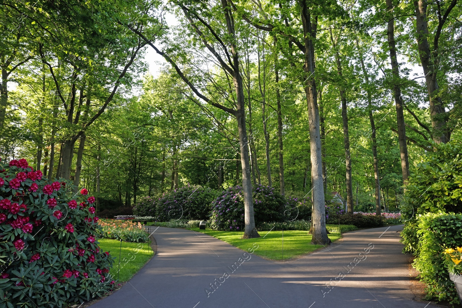 Beautiful park with blooming rhododendron plants on sunny day. Spring season Photo of Beautiful park with blooming rhododendron plants on sunny day. Spring season