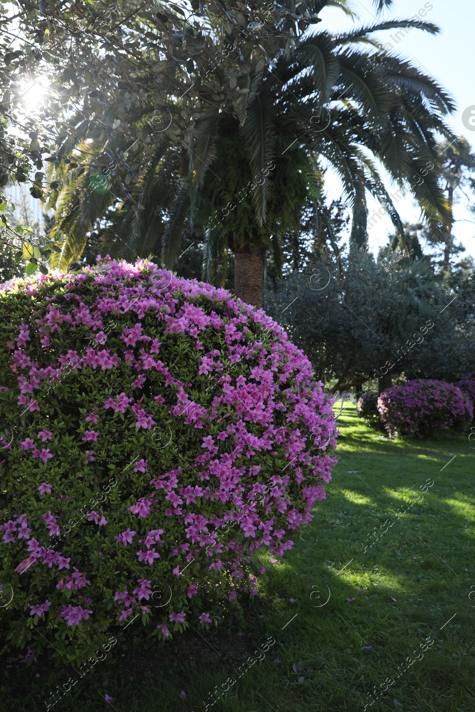 Beautiful Rhododendron bush with pink flowers growing in park Photo of Beautiful Rhododendron bush with pink flowers growing in park