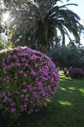Beautiful Rhododendron bush with pink flowers growing in park Photo of Beautiful Rhododendron bush with pink flowers growing in park