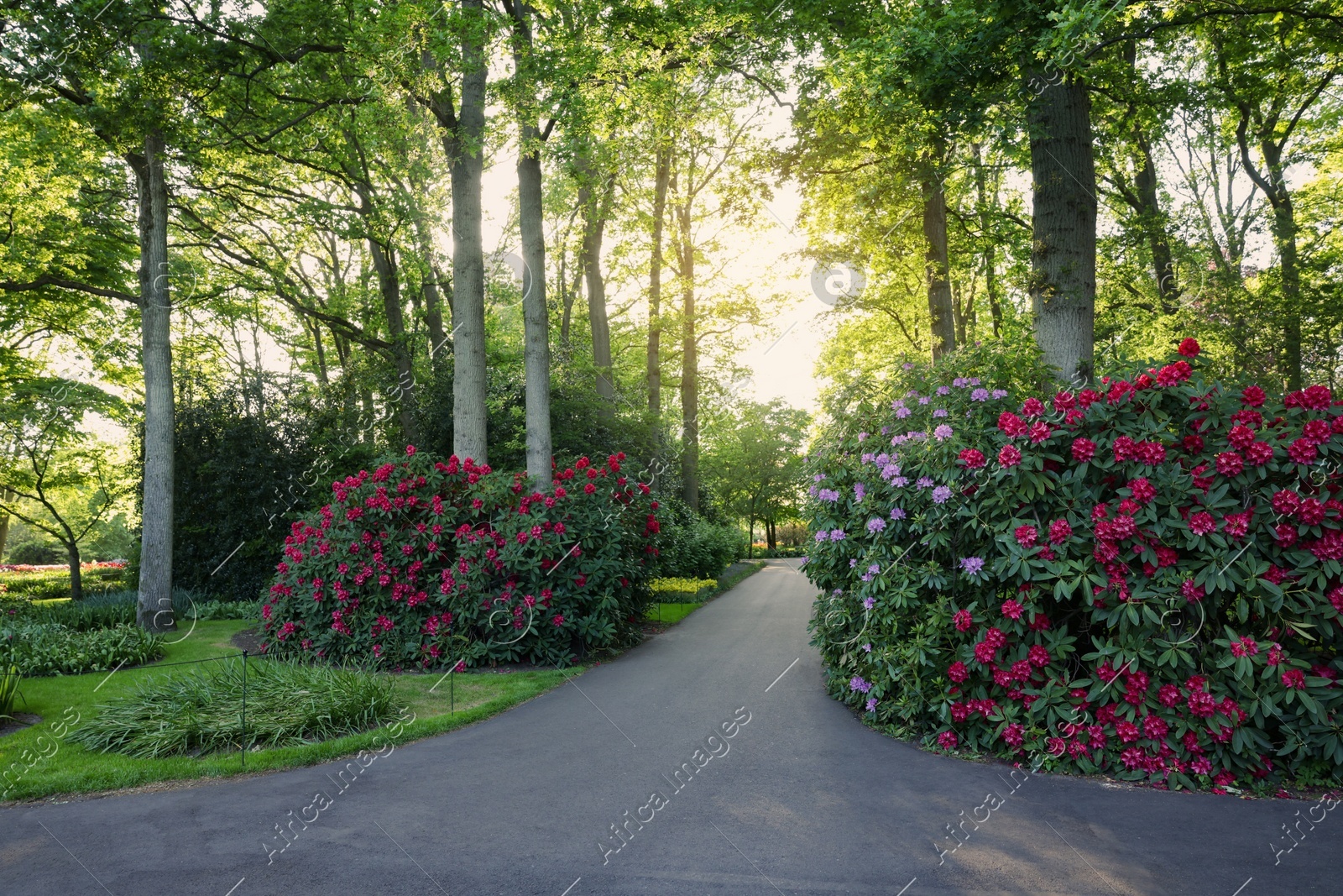 Photo of Beautiful park with blooming rhododendron plants on sunny day. Spring season