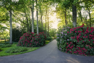 Beautiful park with blooming rhododendron plants on sunny day. Spring season Photo of Beautiful park with blooming rhododendron plants on sunny day. Spring season