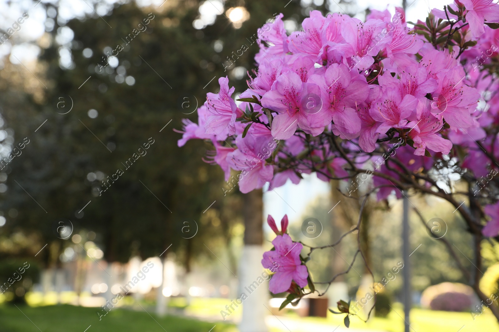 Beautiful Rhododendron bush with pink flowers growing outdoors, closeup. Space for text Photo of Beautiful Rhododendron bush with pink flowers growing outdoors, closeup. Space for text