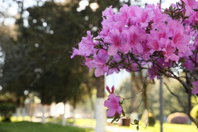 Beautiful Rhododendron bush with pink flowers growing outdoors, closeup. Space for text Photo of Beautiful Rhododendron bush with pink flowers growing outdoors, closeup. Space for text