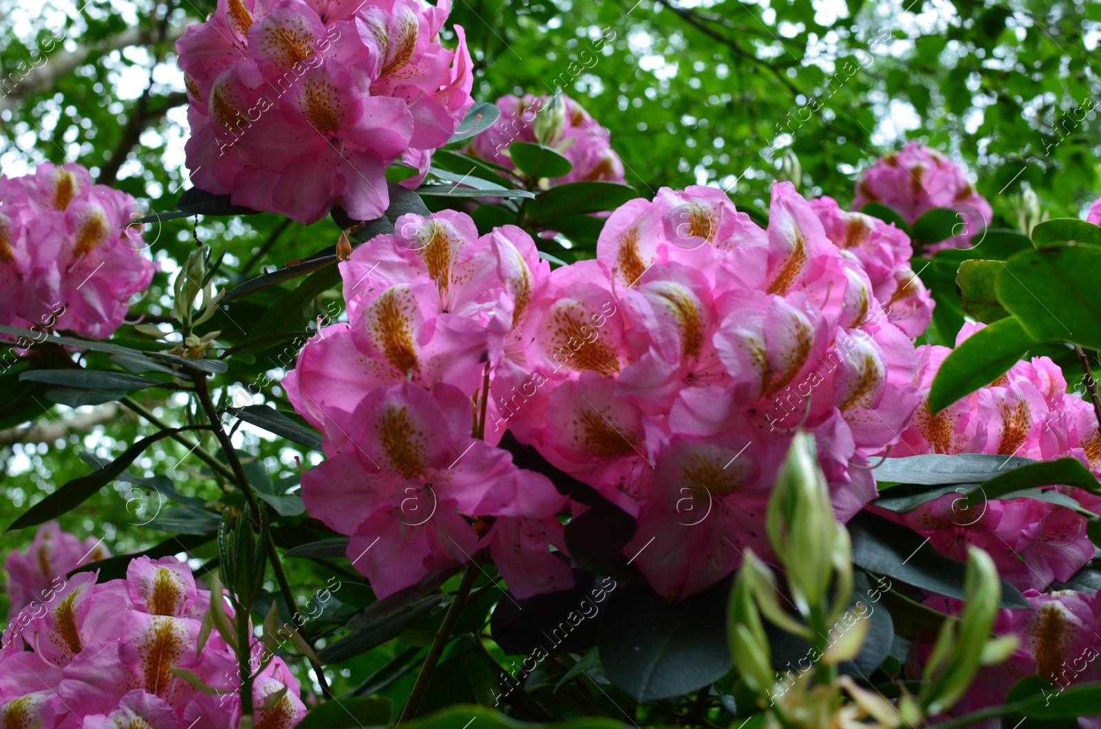 Blooming Rhododendron plant with beautiful flowers outdoors, closeup Photo of Blooming Rhododendron plant with beautiful flowers outdoors, closeup