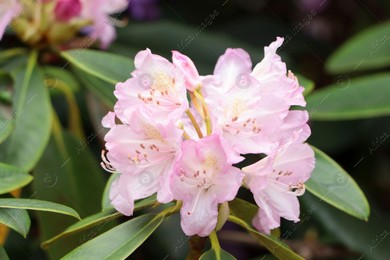Beautiful rhododendron flowers on bush outdoors, closeup Photo of Beautiful rhododendron flowers on bush outdoors, closeup