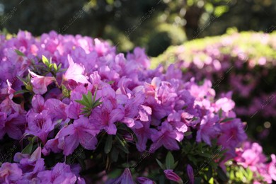 Beautiful Rhododendron bush with pink flowers growing outdoors, closeup Photo of Beautiful Rhododendron bush with pink flowers growing outdoors, closeup