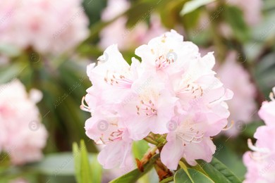 Beautiful rhododendron flowers on bush outdoors, closeup Photo of Beautiful rhododendron flowers on bush outdoors, closeup