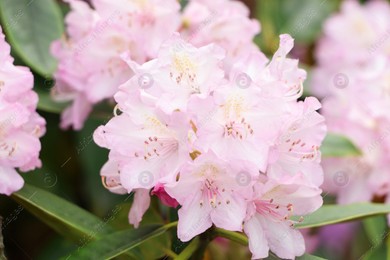 Beautiful rhododendron flowers on bush outdoors, closeup Photo of Beautiful rhododendron flowers on bush outdoors, closeup
