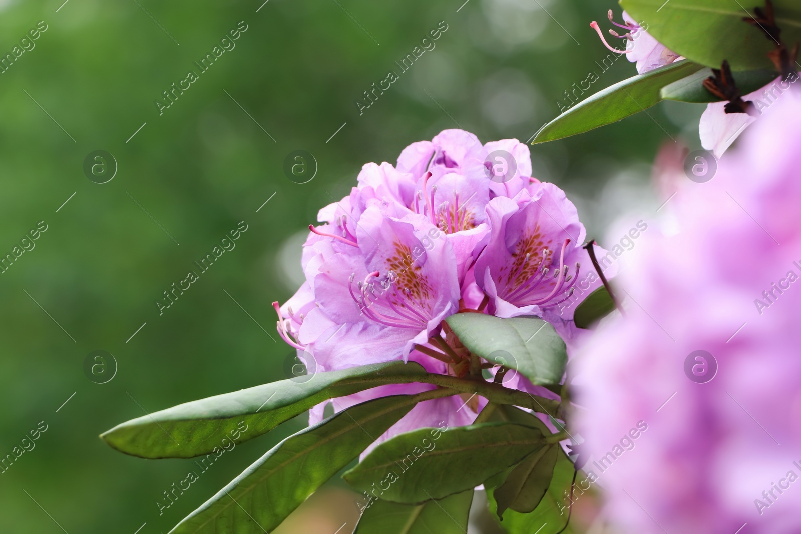 Beautiful violet rhododendron flowers on bush outdoors, closeup Photo of Beautiful violet rhododendron flowers on bush outdoors, closeup