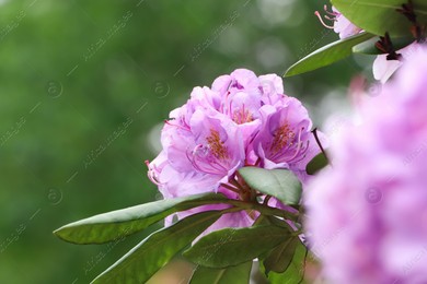 Beautiful violet rhododendron flowers on bush outdoors, closeup Photo of Beautiful violet rhododendron flowers on bush outdoors, closeup