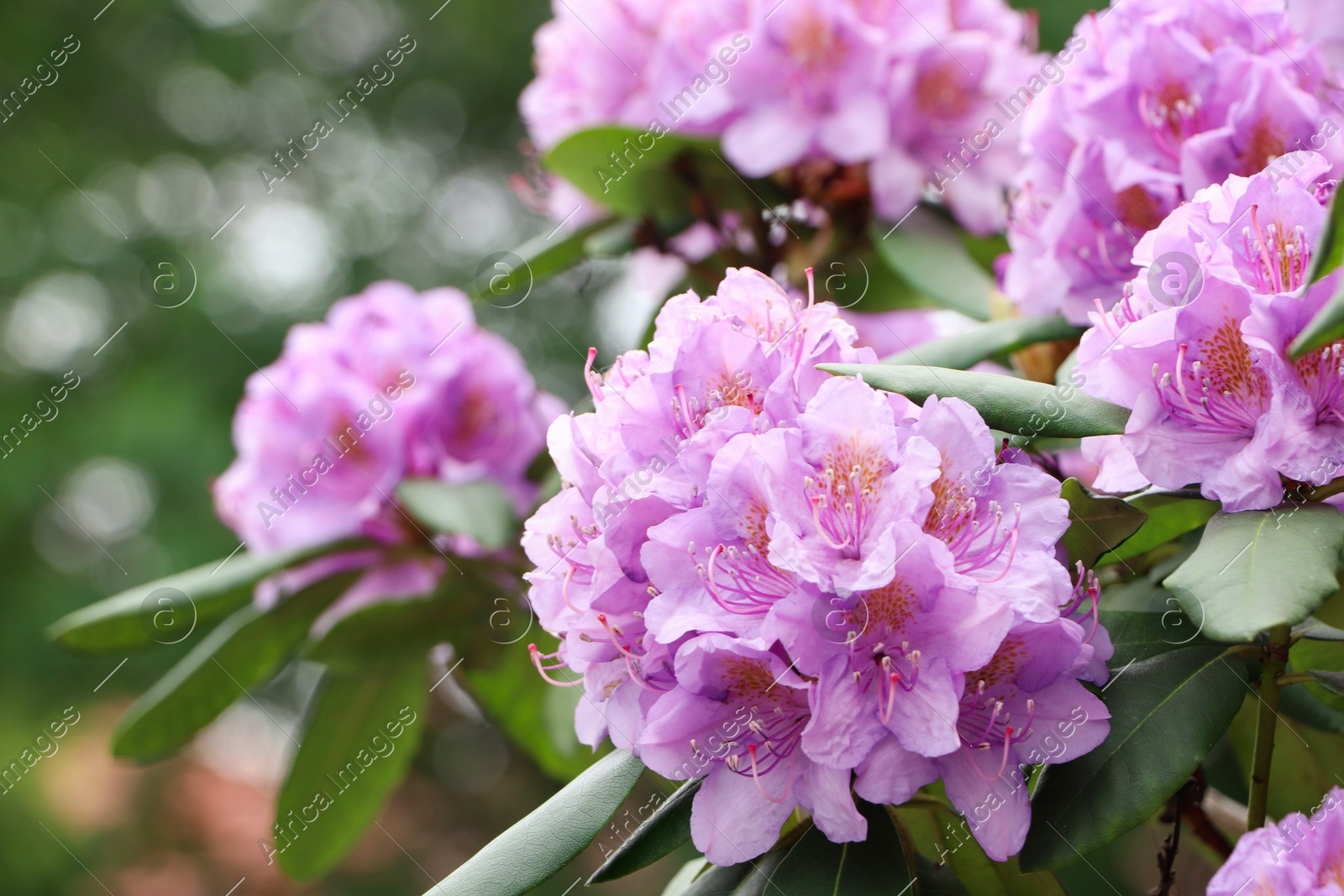 Beautiful violet rhododendron flowers on bush outdoors, closeup Photo of Beautiful violet rhododendron flowers on bush outdoors, closeup