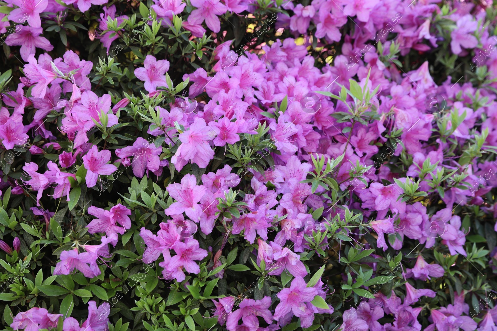 Beautiful Rhododendron bush with pink flowers growing outdoors Photo of Beautiful Rhododendron bush with pink flowers growing outdoors