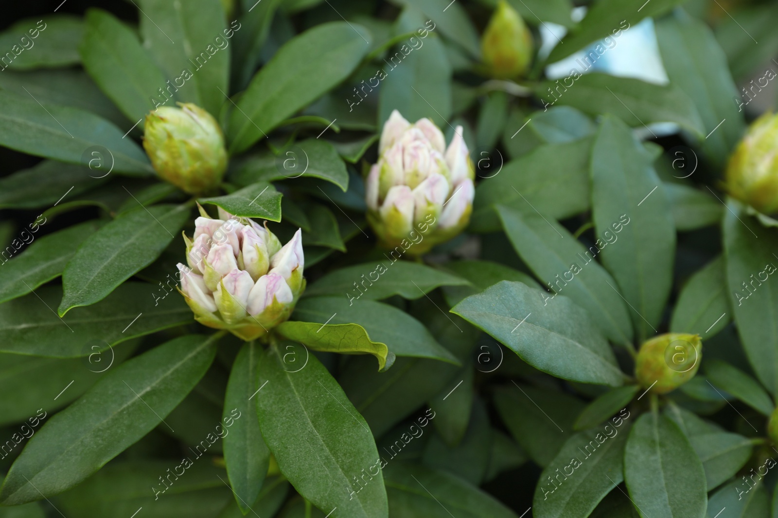 Closeup view of beautiful rhododendron plant with white flowers Photo of Closeup view of beautiful rhododendron plant with white flowers