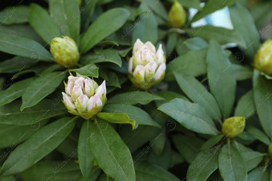 Closeup view of beautiful rhododendron plant with white flowers Photo of Closeup view of beautiful rhododendron plant with white flowers