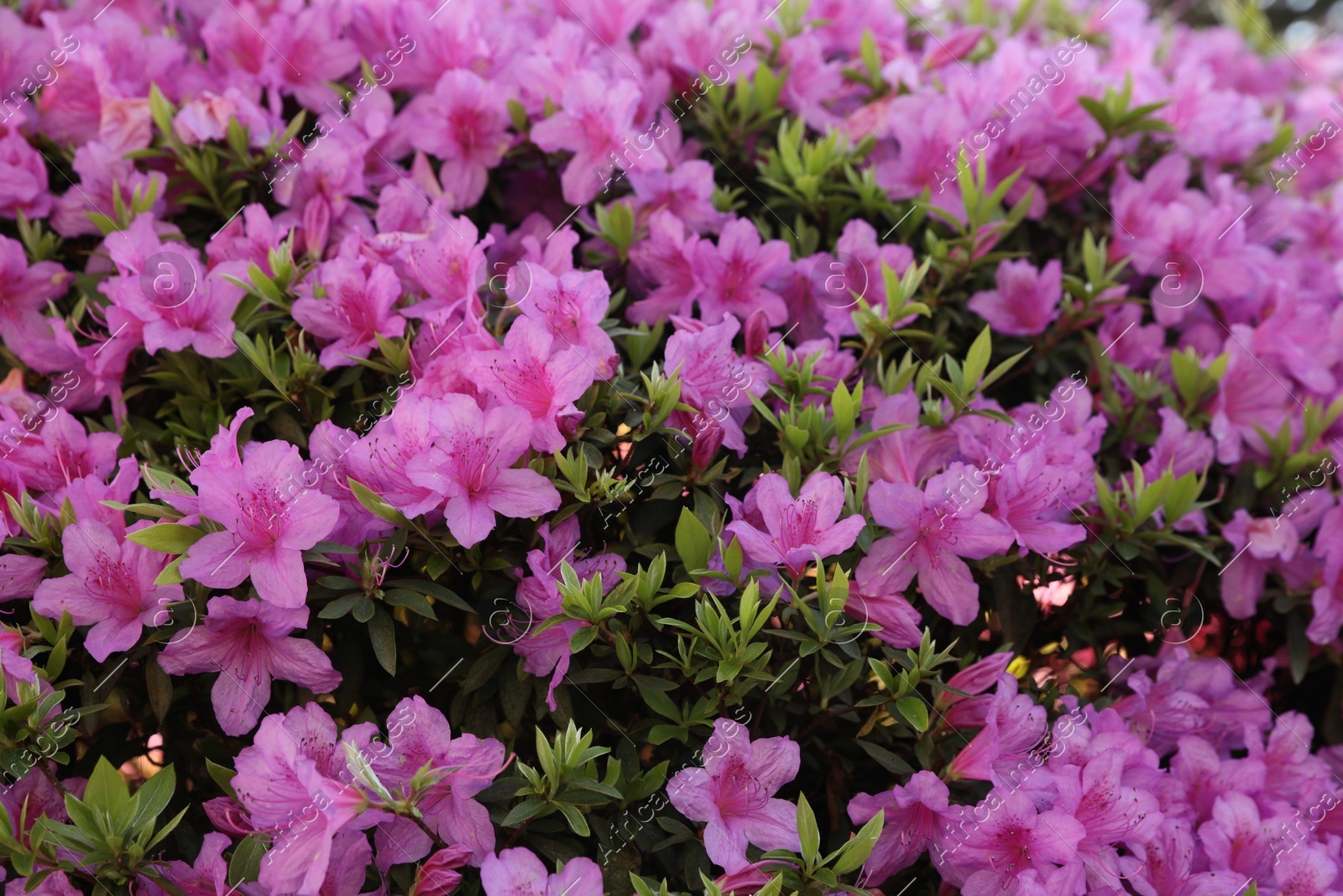Beautiful Rhododendron bush with pink flowers growing outdoors Photo of Beautiful Rhododendron bush with pink flowers growing outdoors