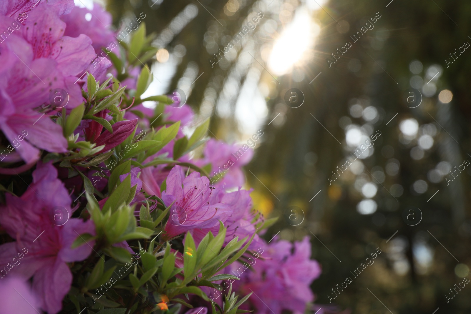 Beautiful Rhododendron bush with pink flowers growing outdoors, closeup. Space for text Photo of Beautiful Rhododendron bush with pink flowers growing outdoors, closeup. Space for text