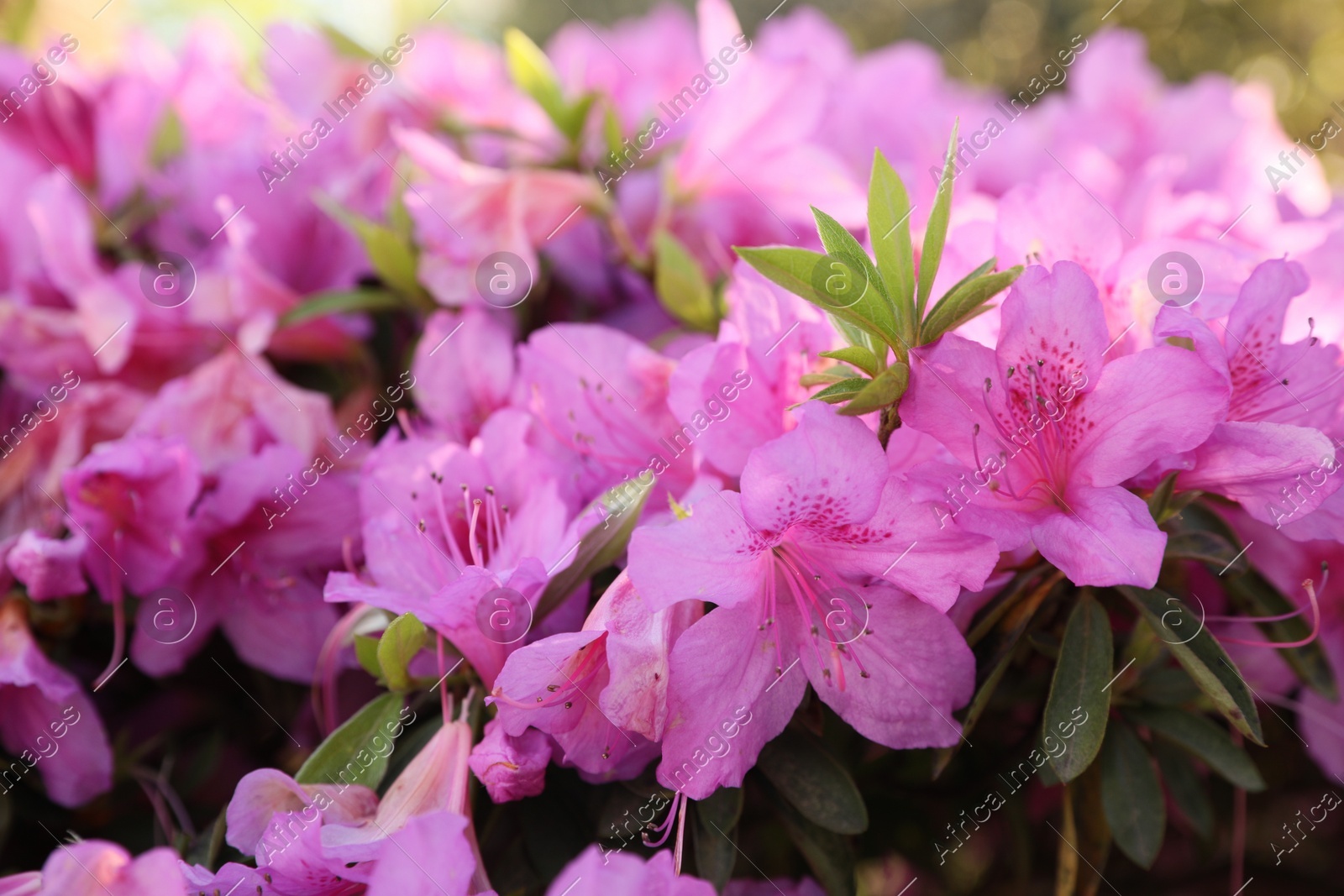 Beautiful Rhododendron bush with pink flowers growing outdoors, closeup Photo of Beautiful Rhododendron bush with pink flowers growing outdoors, closeup