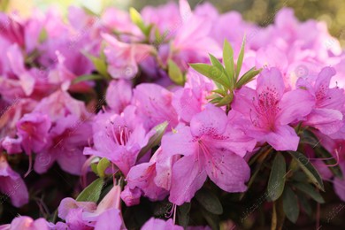 Beautiful Rhododendron bush with pink flowers growing outdoors, closeup Photo of Beautiful Rhododendron bush with pink flowers growing outdoors, closeup