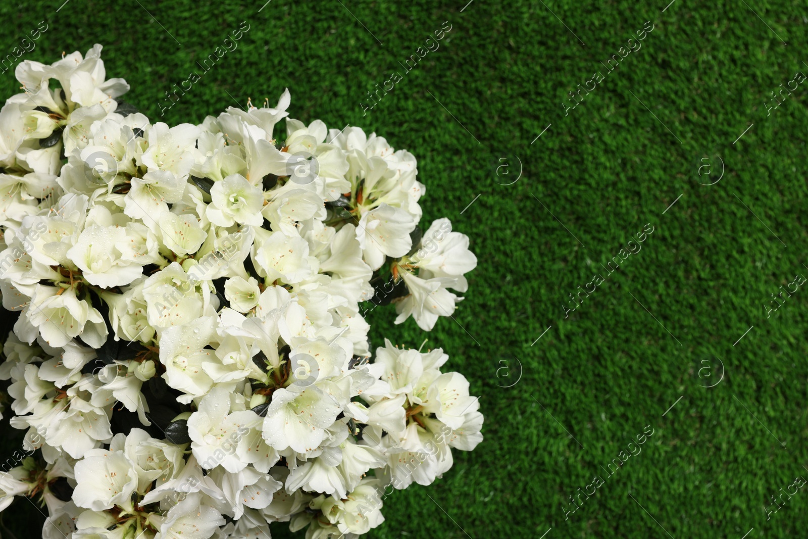 Photo of Beautiful azalea flowers on green grass, top view. Space for text